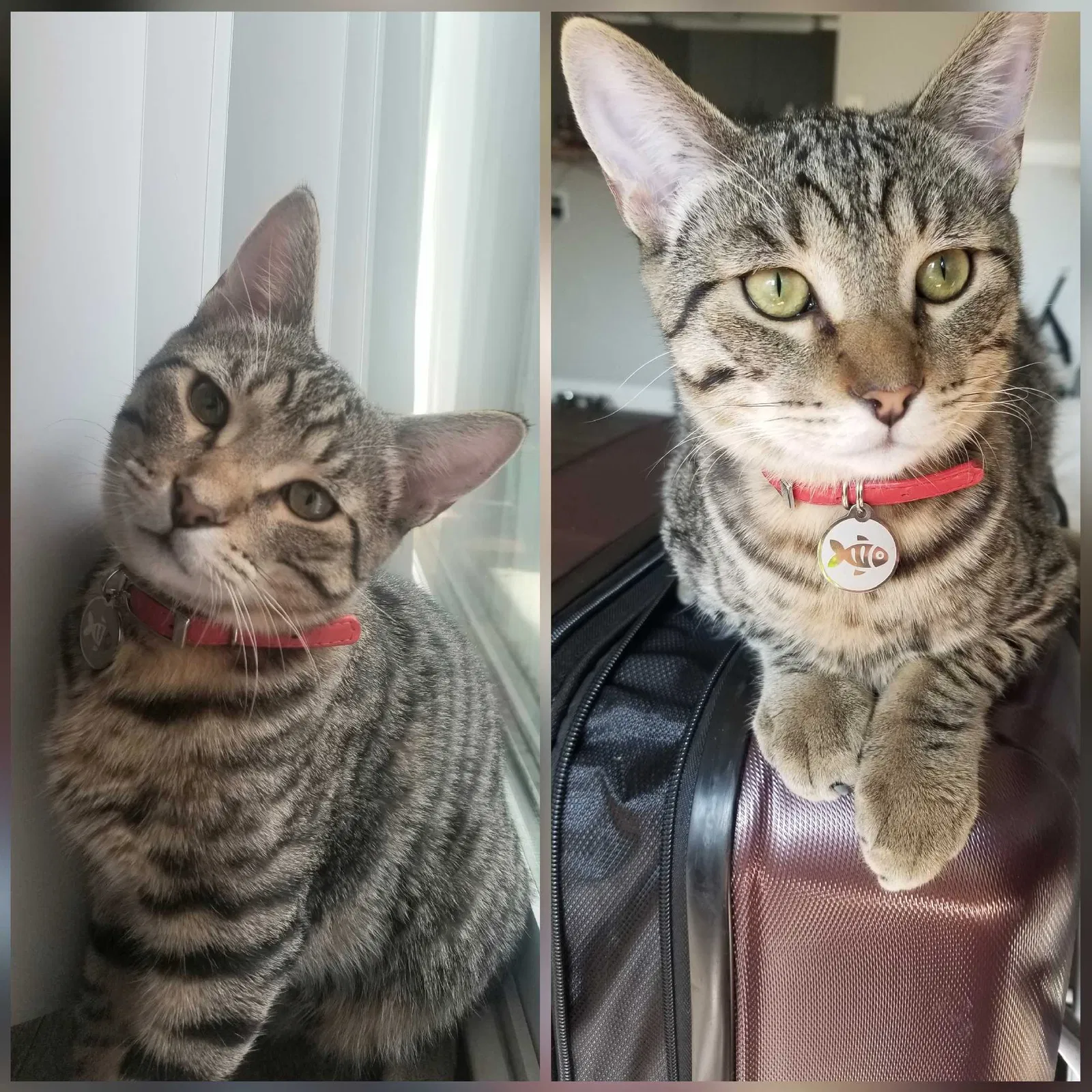 Lost cat in Riverside, CA, 92505