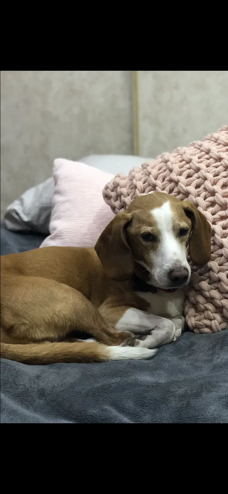 Lost dog in Clanton, AL, 35045