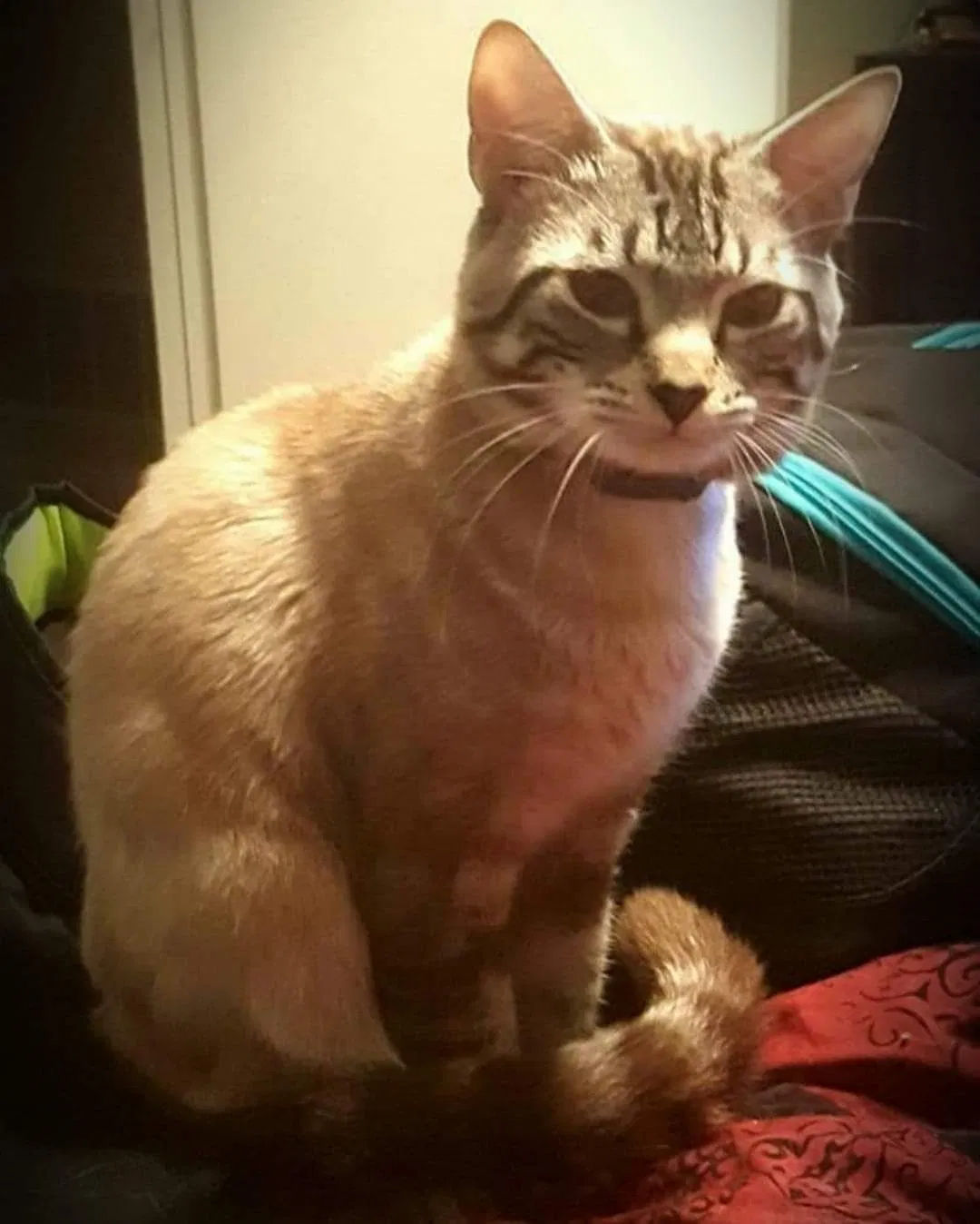 Lost cat in Simpsonville, SC, 29680