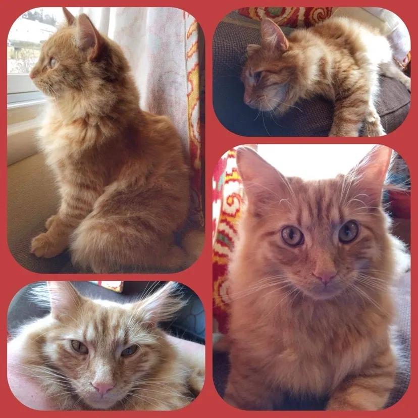 Lost cat in Middletown, OH, 45042