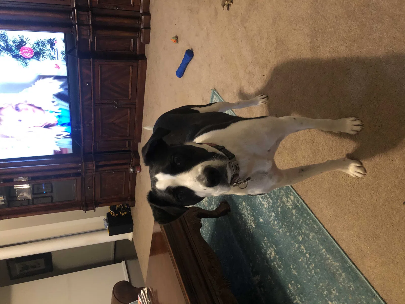 Lost dog in Garards Fort, PA, 15334
