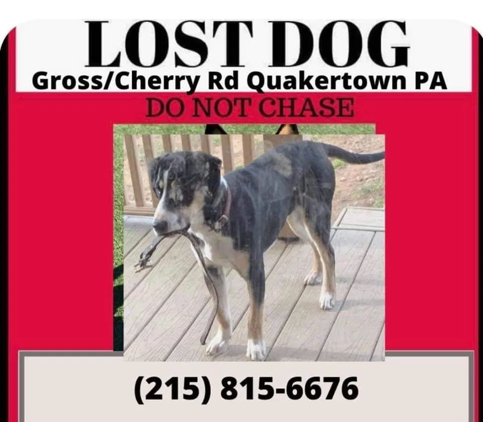 Lost dog in Quakertown, PA, 18951