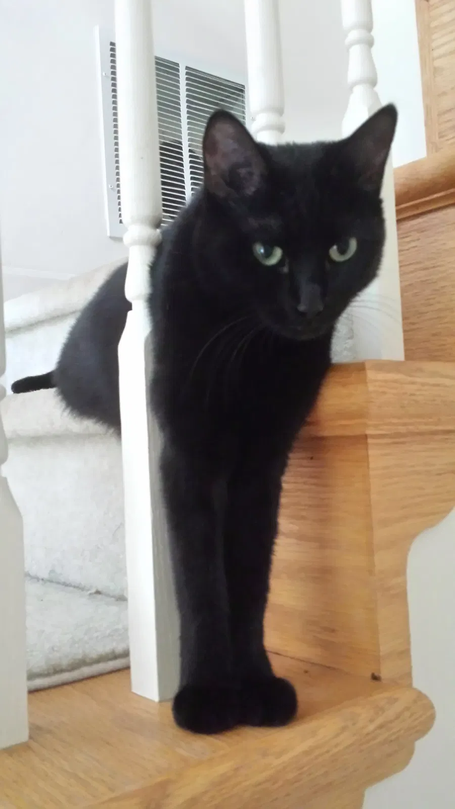 Lost cat in Carlisle, PA, 17013
