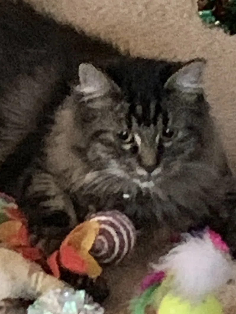 Lost cat in Everett, WA, 98208