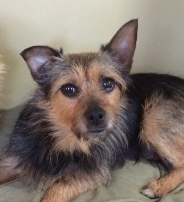 Lost dog in Columbus, OH, 43235