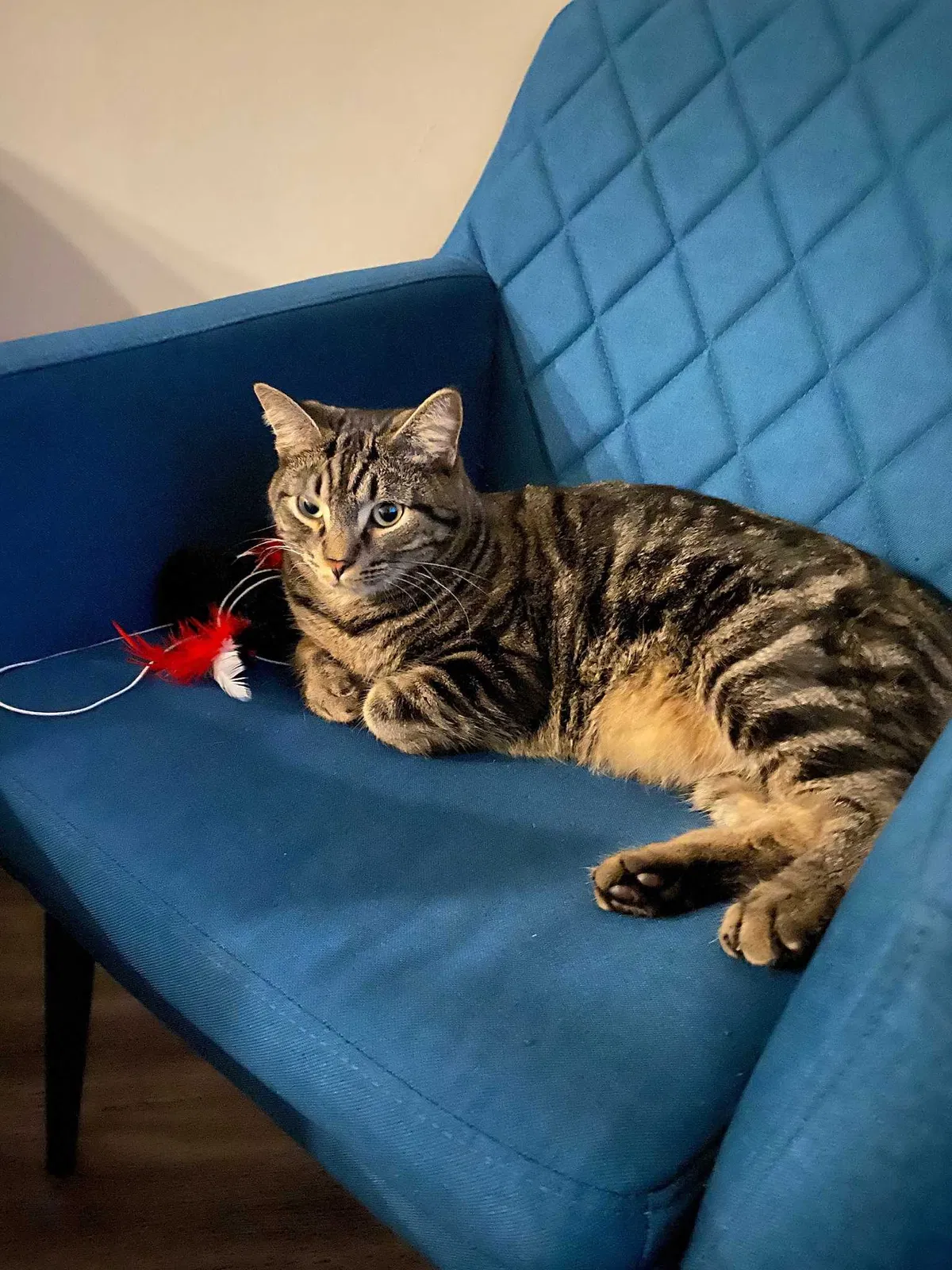 Lost cat in Boynton Beach, FL, 33436
