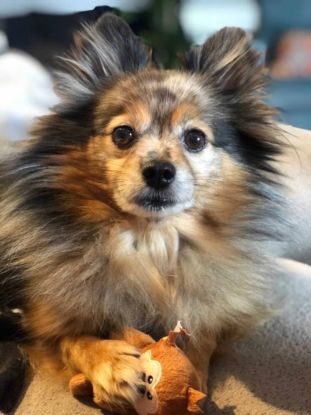 Lost dog in Lexington, NC, 27295