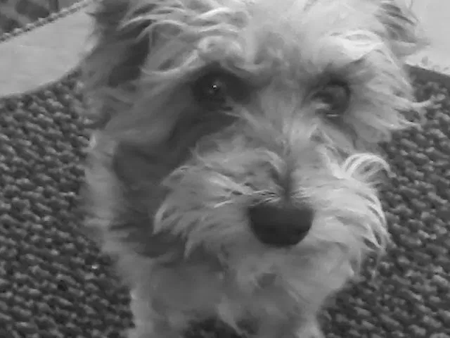 Lost dog in Dayton, OH, 45420