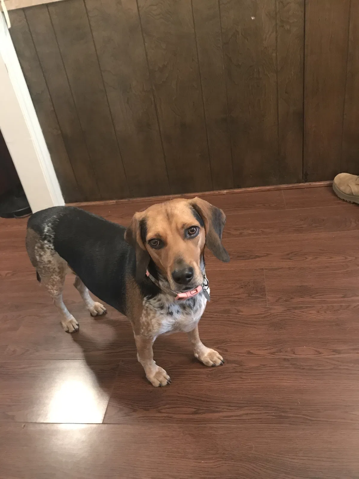 Lost dog in Shreveport, LA, 71106