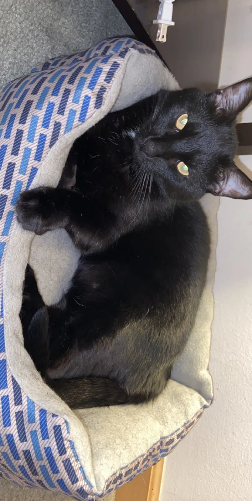 Lost cat in Sioux Falls, SD, 57106