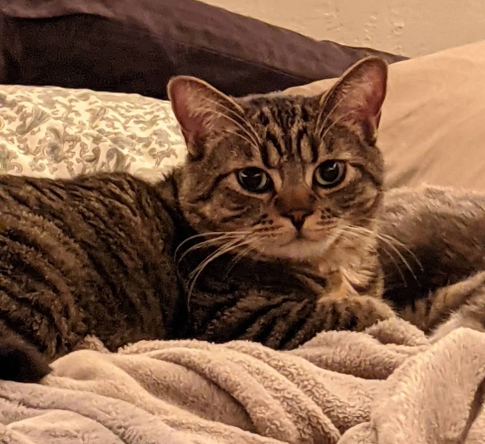 Lost cat in Napa, CA, 94559