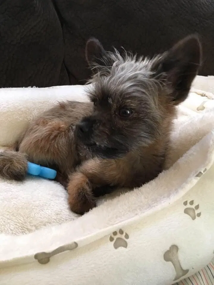 Lost dog in Albuquerque, NM, 87114