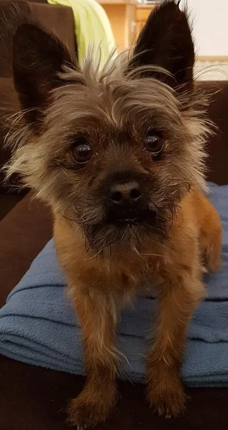 Lost dog in Albuquerque, NM, 87114