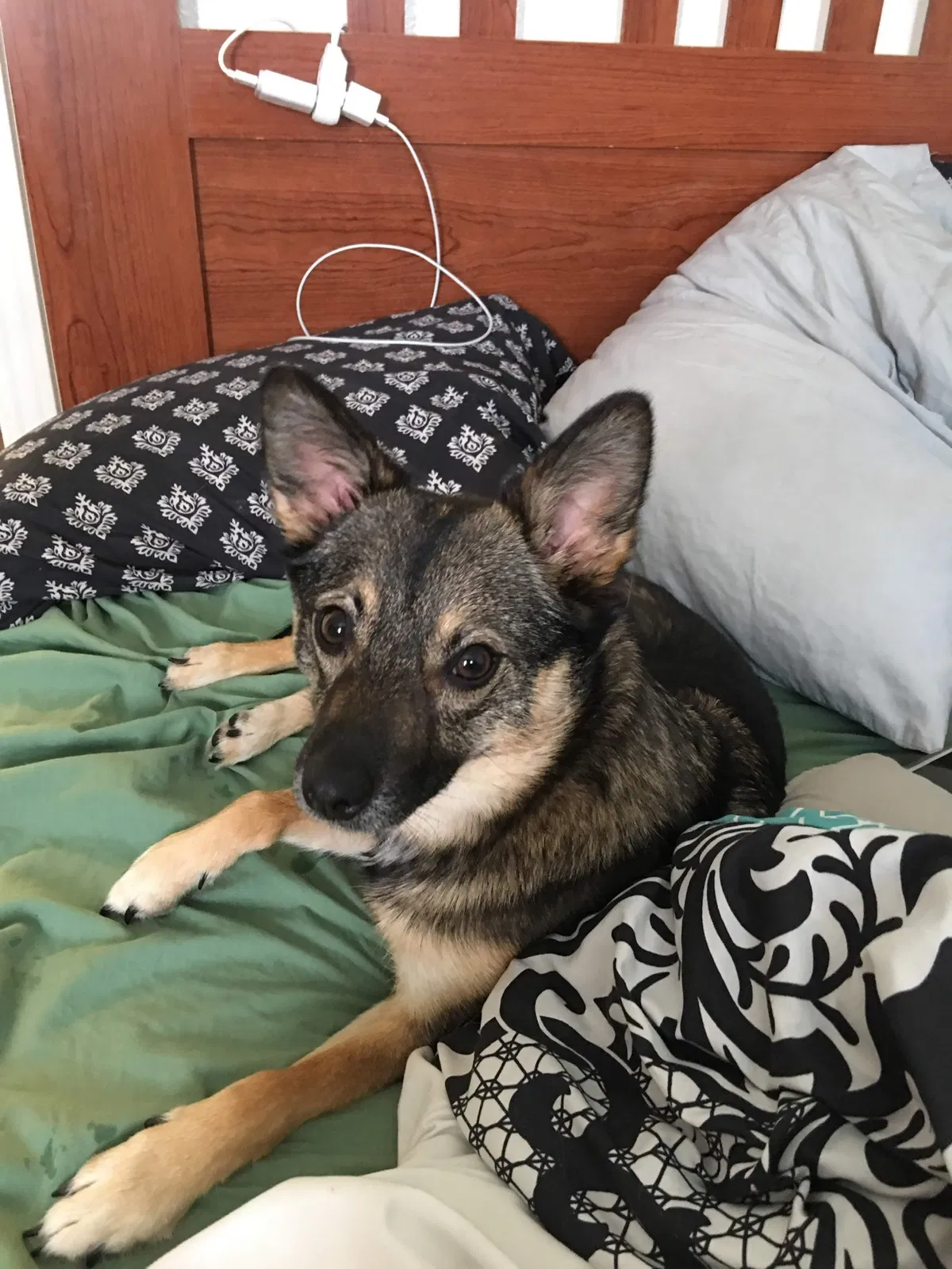 Lost dog in Lehi, UT, 84043
