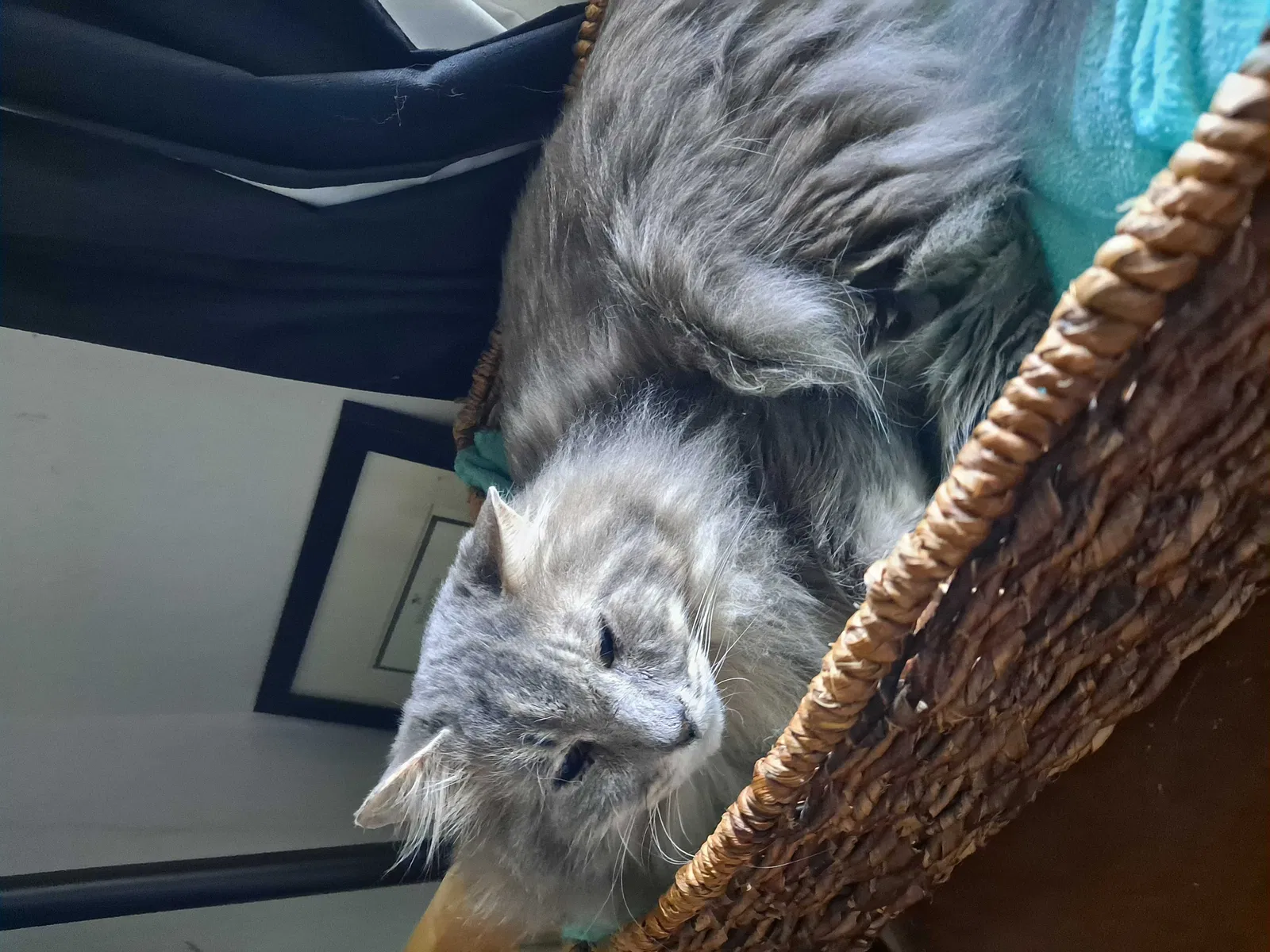 Lost cat in Napa, CA, 94559