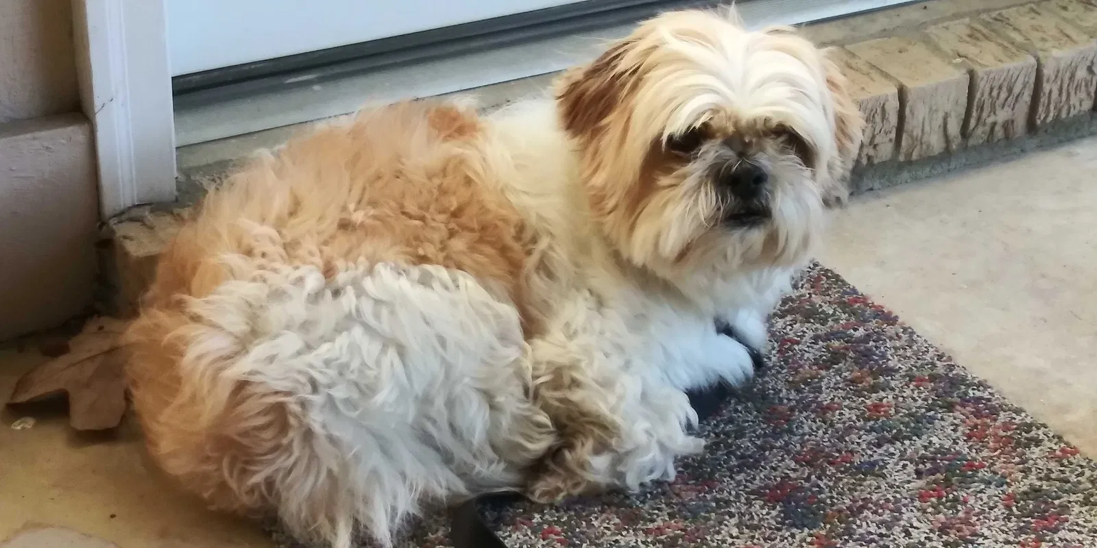 Found dog in Petal, MS, 39465