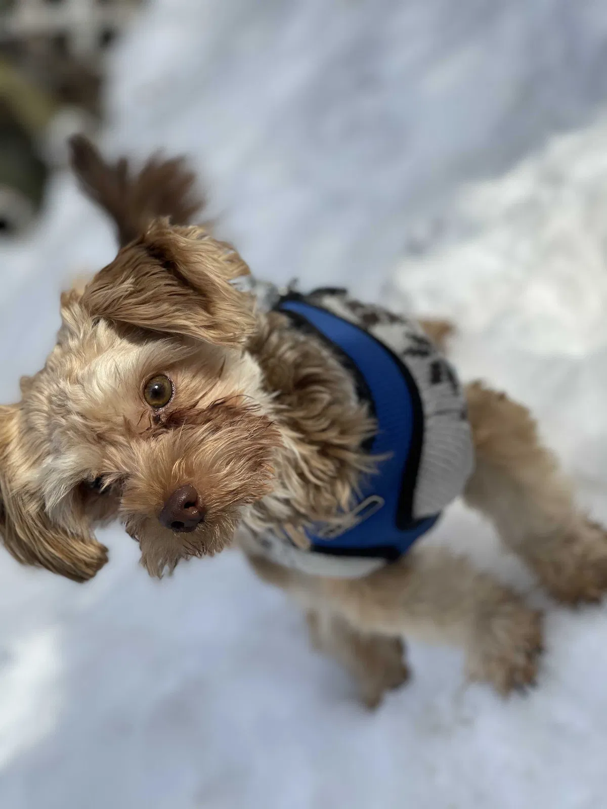 Lost dog in Hartford, CT, 6120