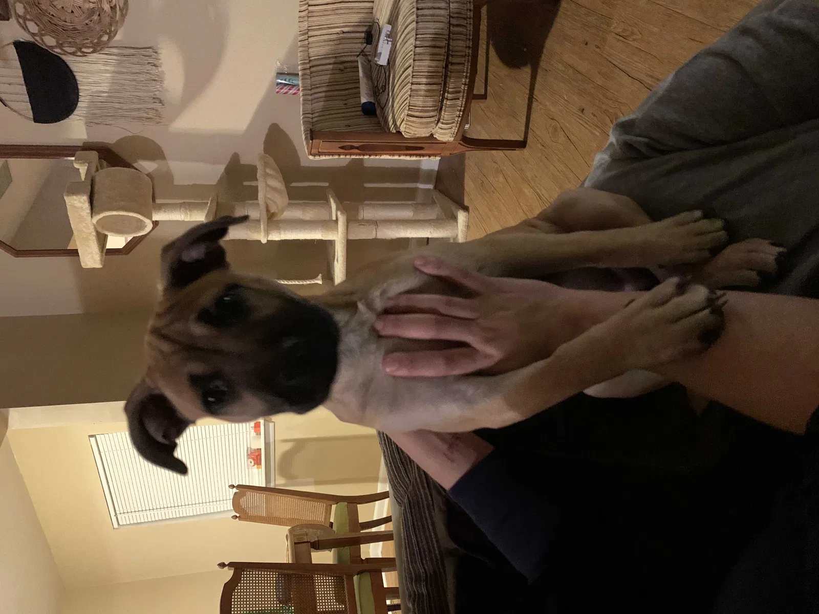 Lost dog in Green Cove Springs, FL, 32043