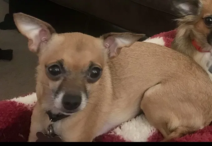 Lost dog in Rochester, MN, 55906