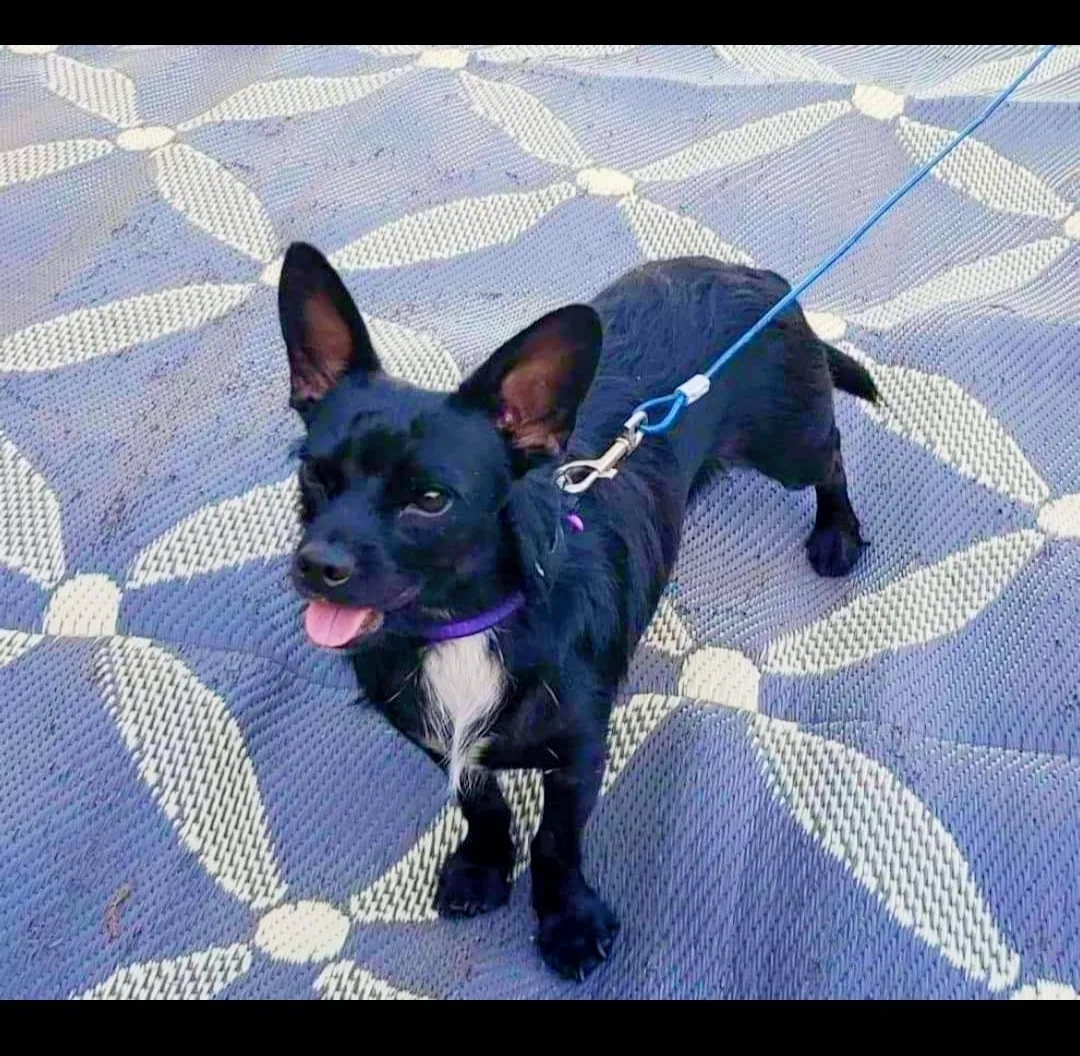 Lost dog in Winter Park, FL, 32792
