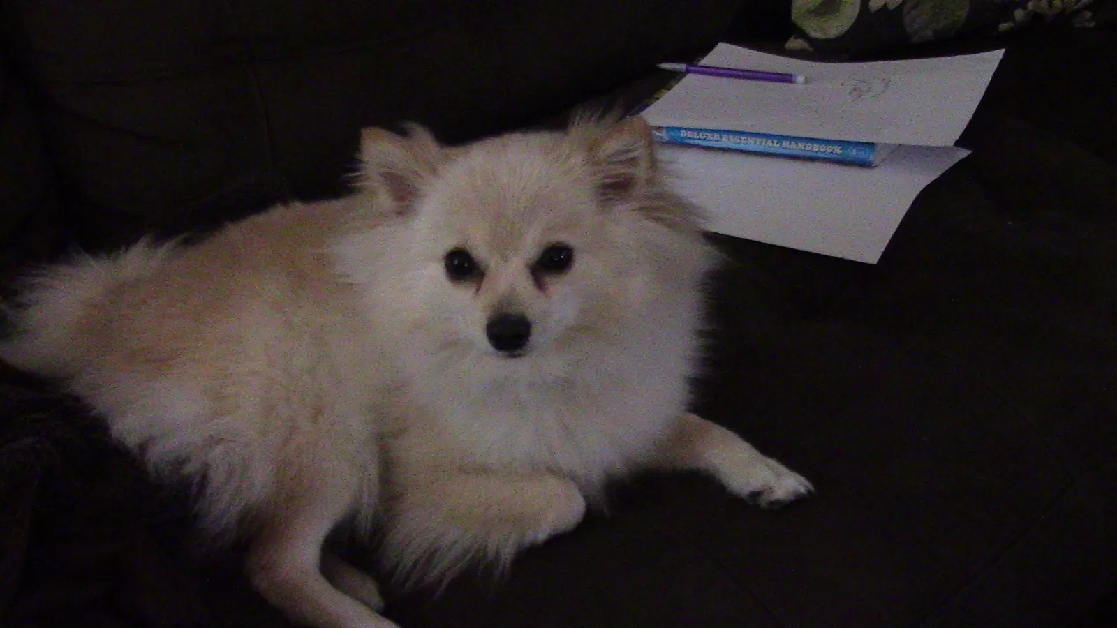 Lost dog in Longwood, FL, 32779