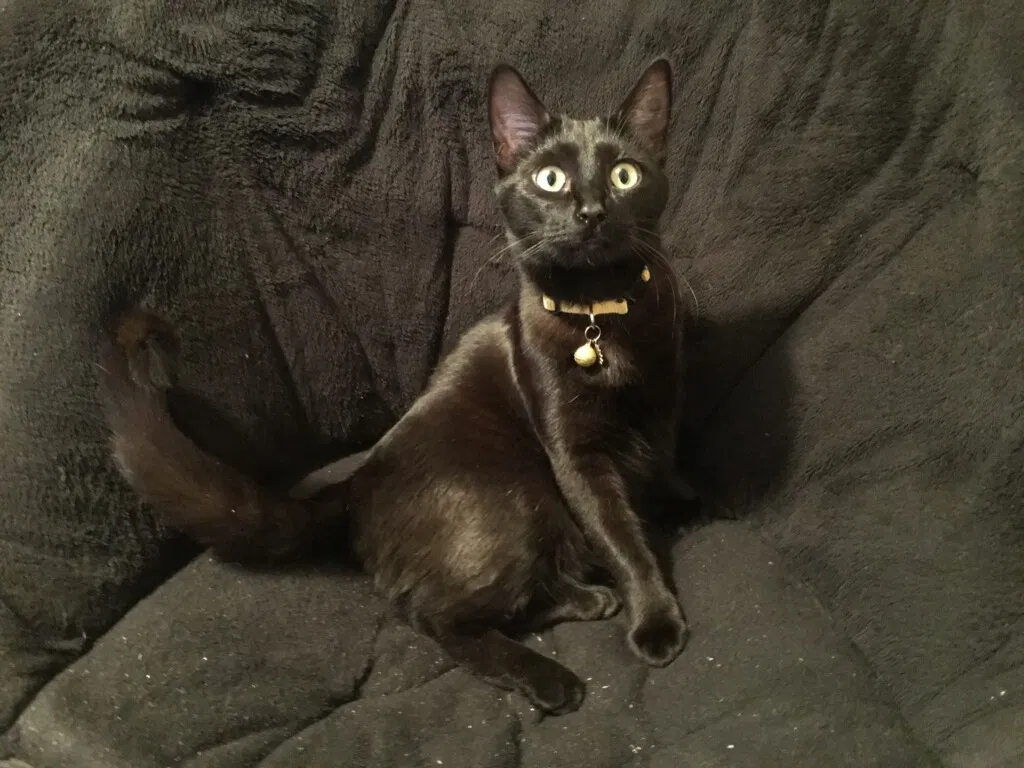 Lost cat in Hoschton, GA, 30548