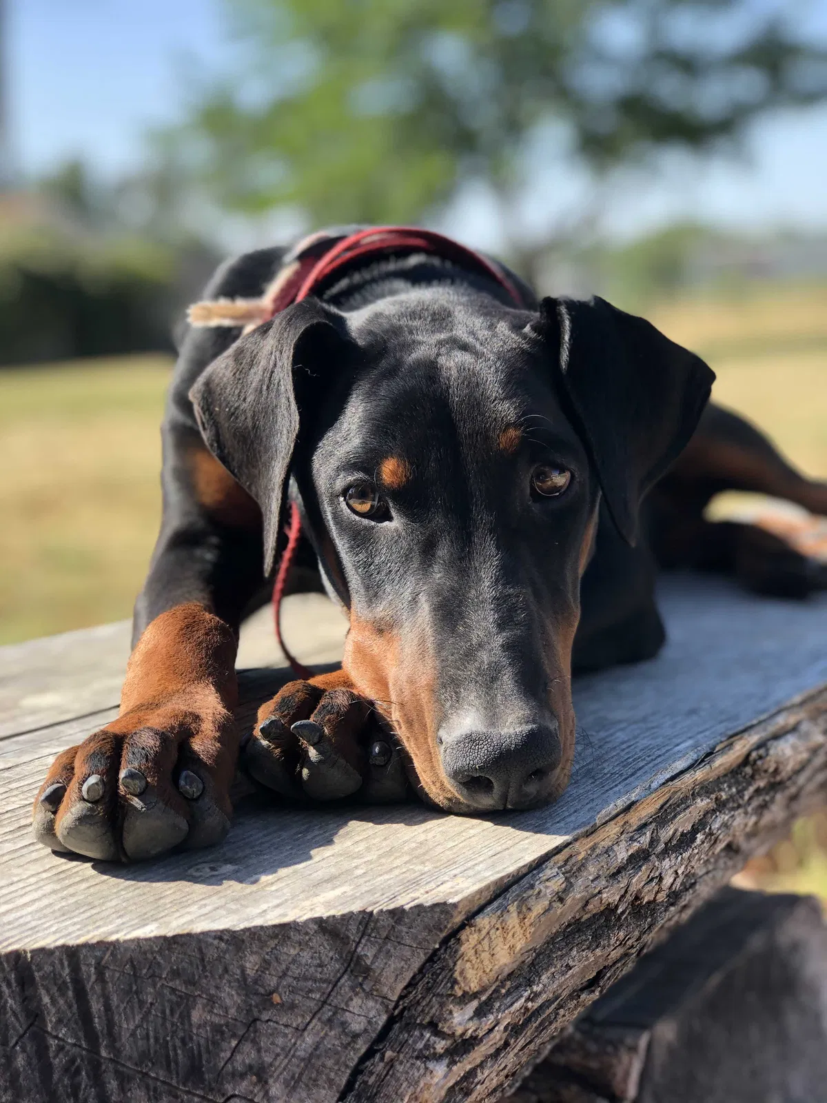 Lost dog in Rio Linda, CA, 95673