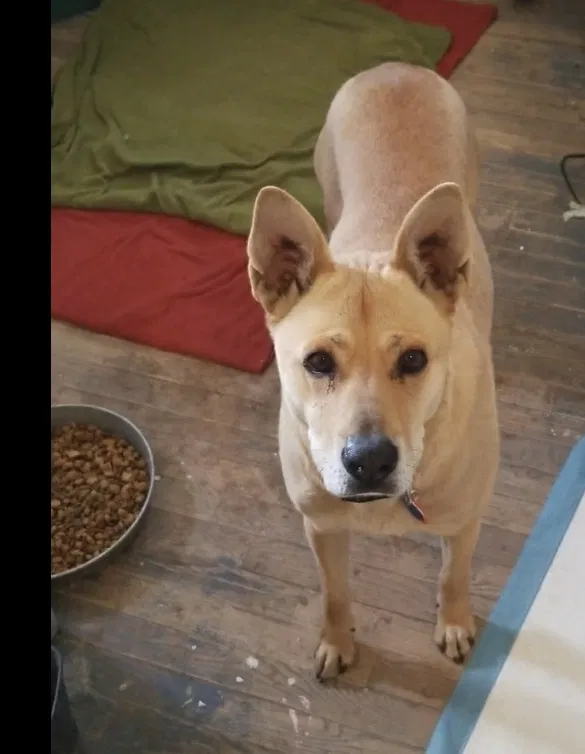 Found dog in Albuquerque, NM, 87105