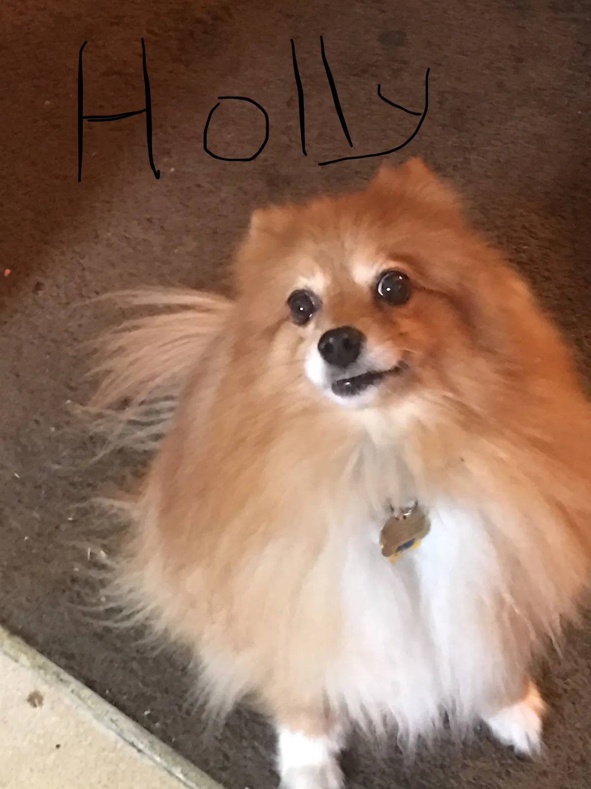 Lost dog in Redford, MI, 48239