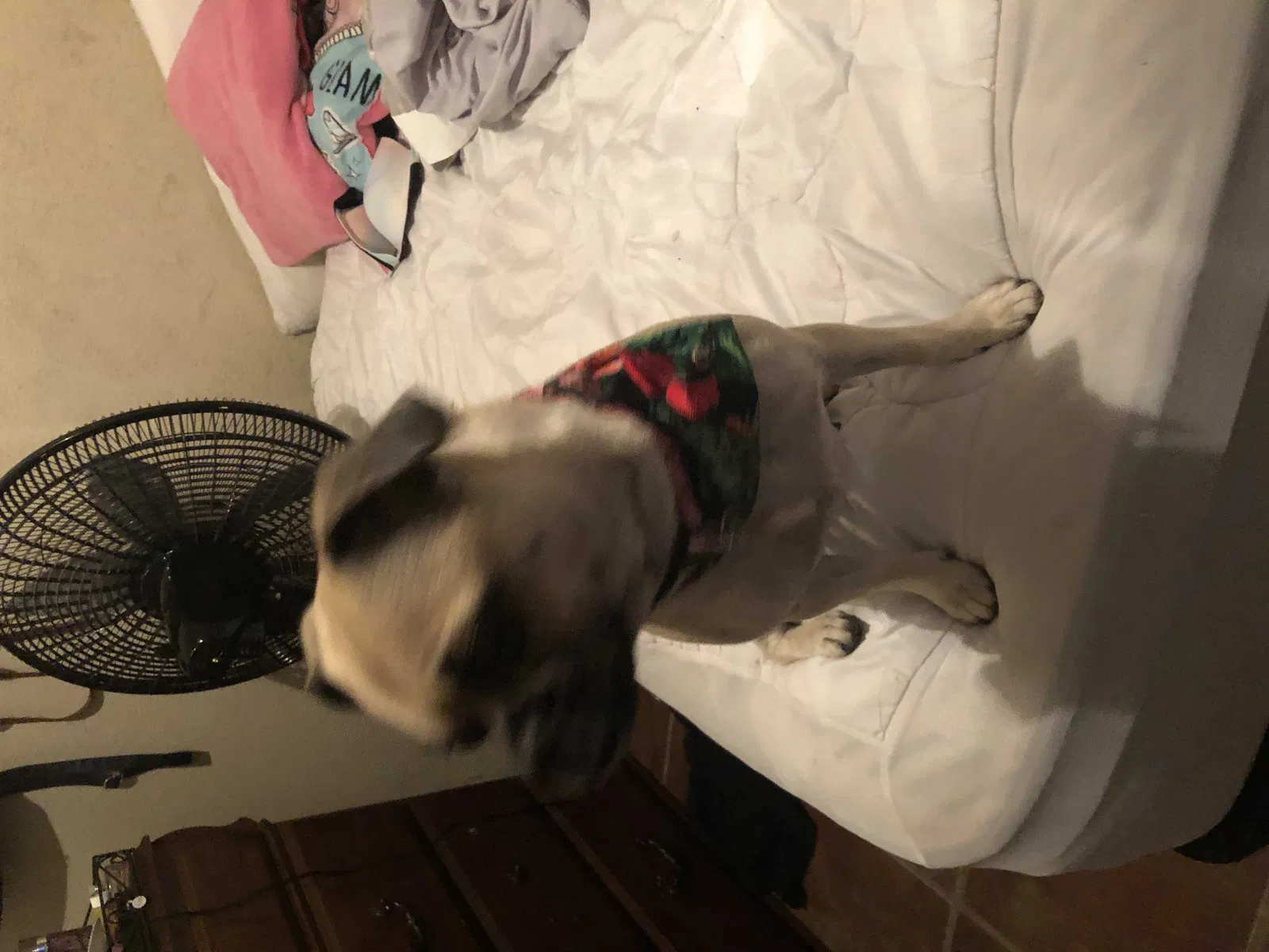 Found dog in Somerton, AZ, 85350
