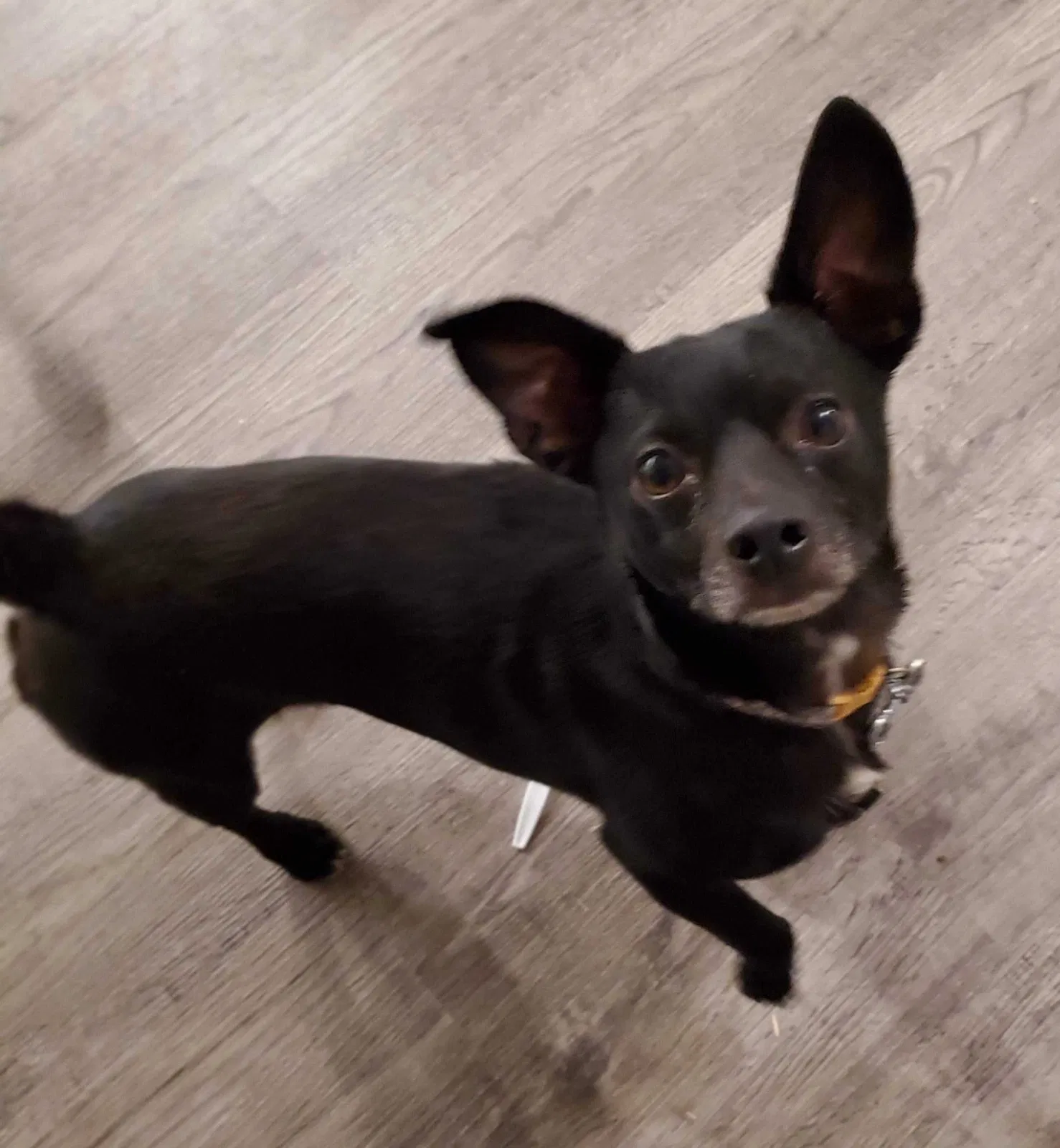Lost dog in Fort Worth, TX, 76164