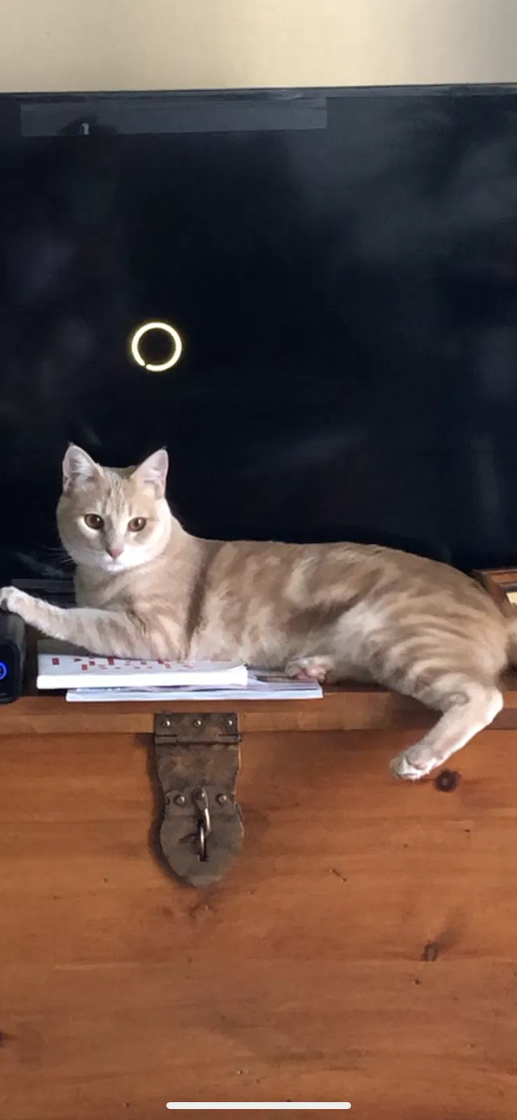 Lost cat in Marine City, MI, 48039