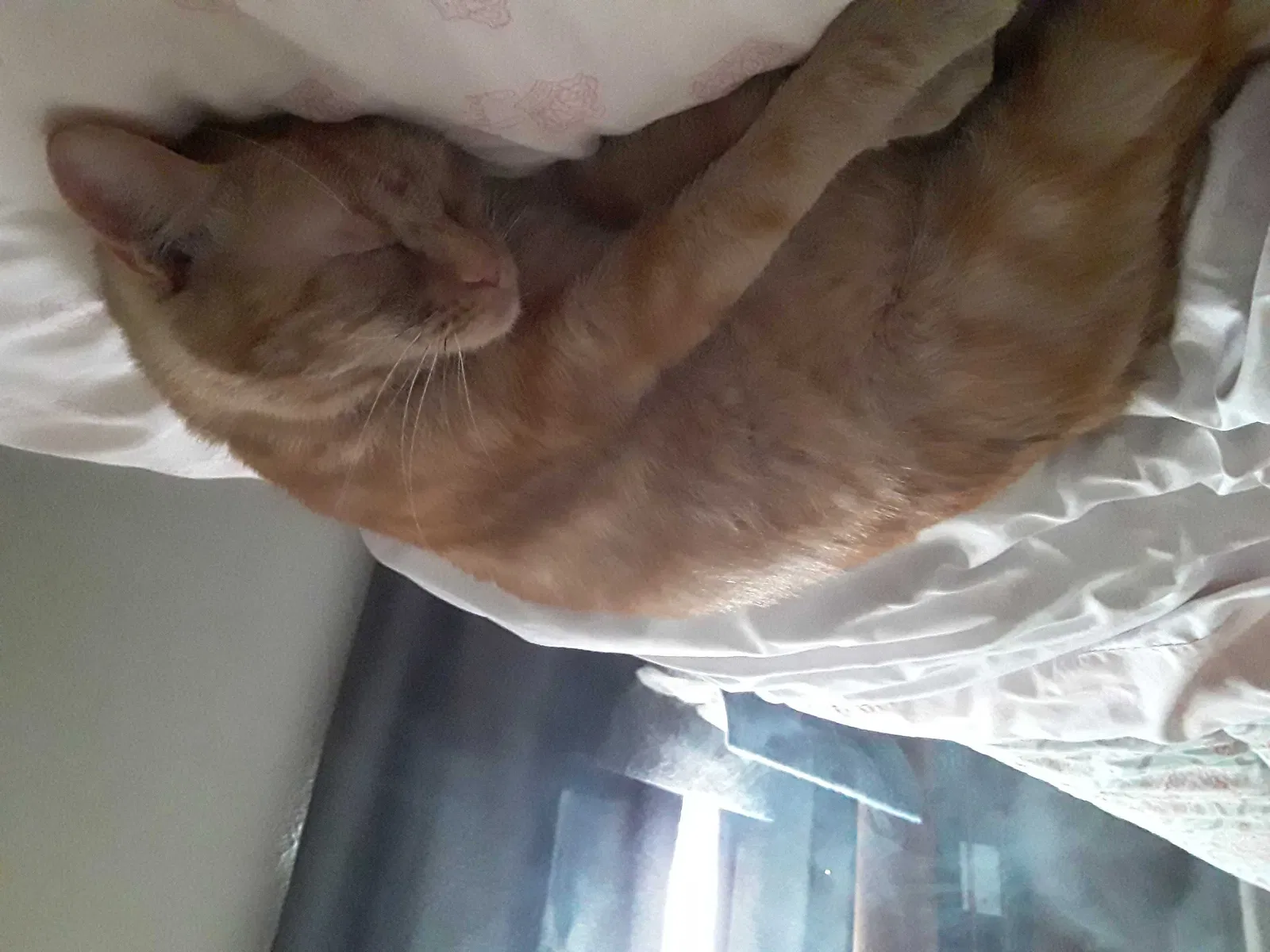 Lost cat in Edmond, OK, 73003