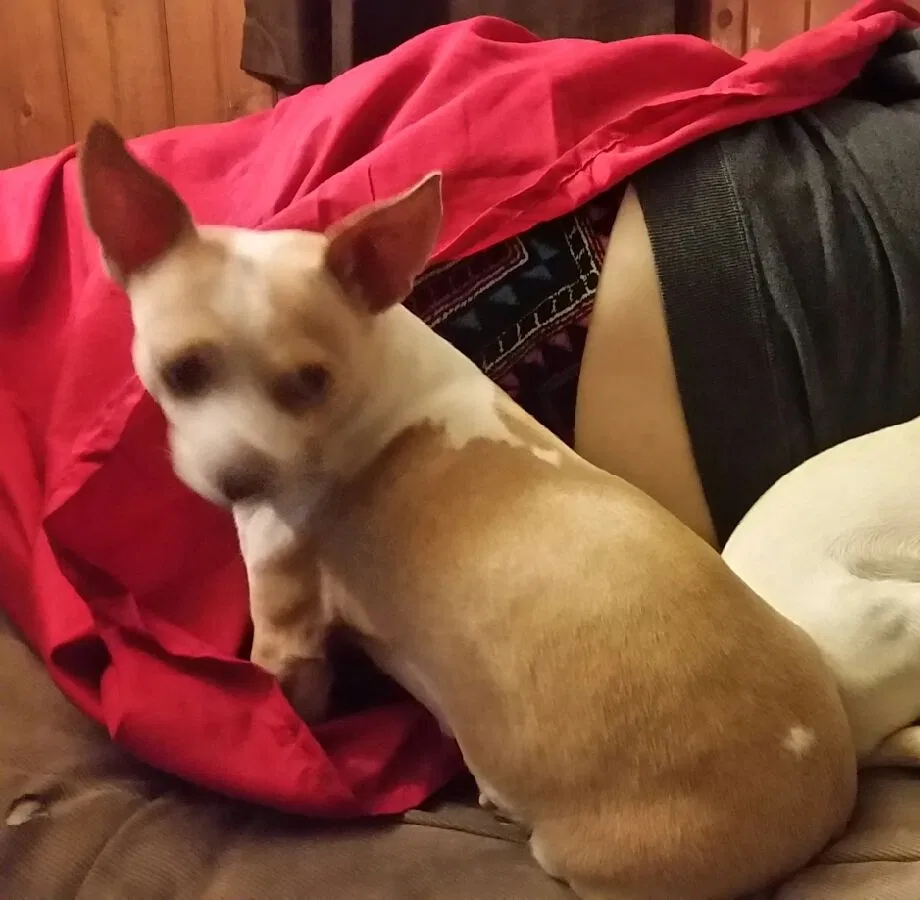 Lost dog in Milwaukee, WI, 53214
