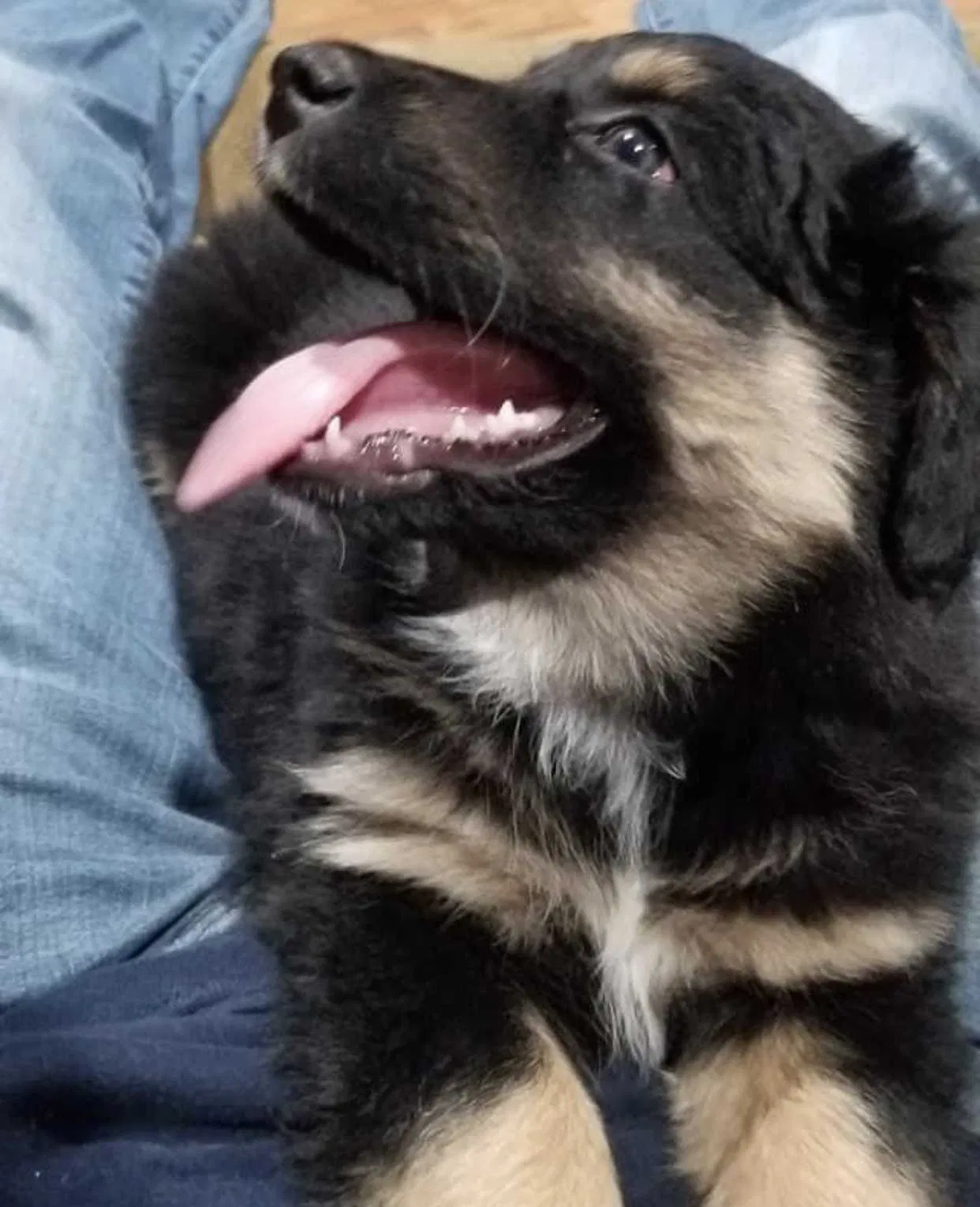 Lost dog in New Lexington, OH, 43764