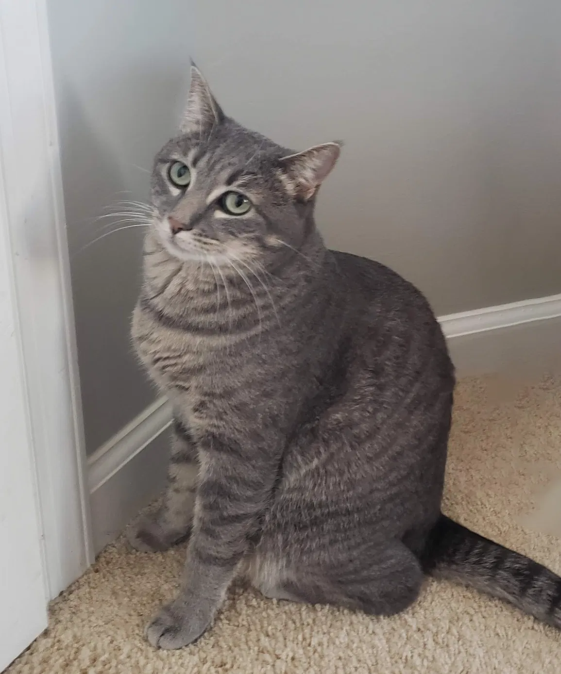 Lost cat in Ashburn, VA, 20148