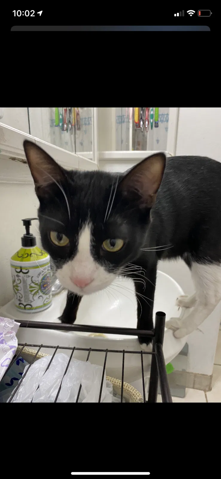Lost cat in Mesa, AZ, 85201