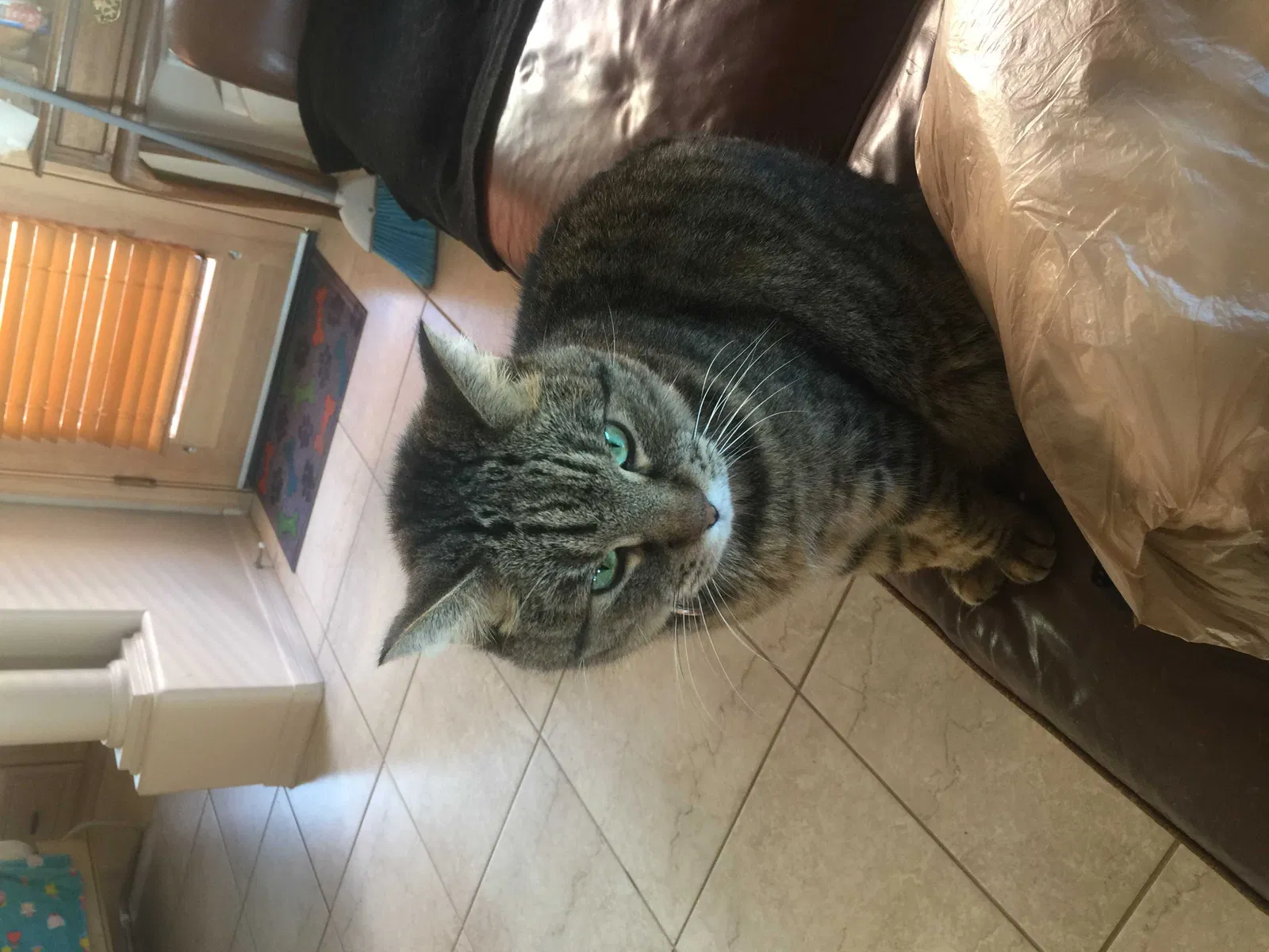 Lost cat in Glendale, AZ, 85310