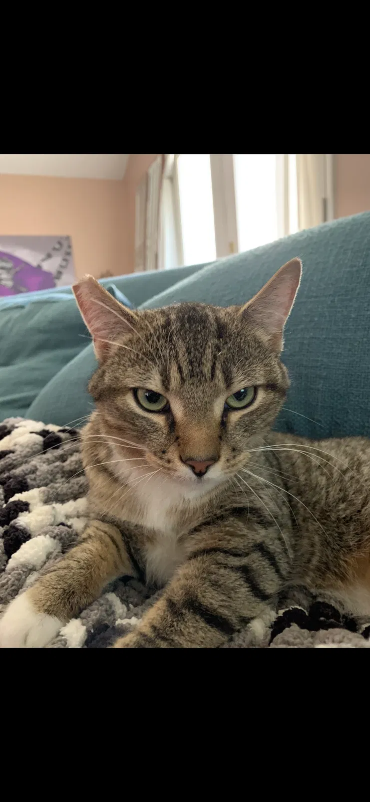 Lost cat in Charlotte, NC, 28212
