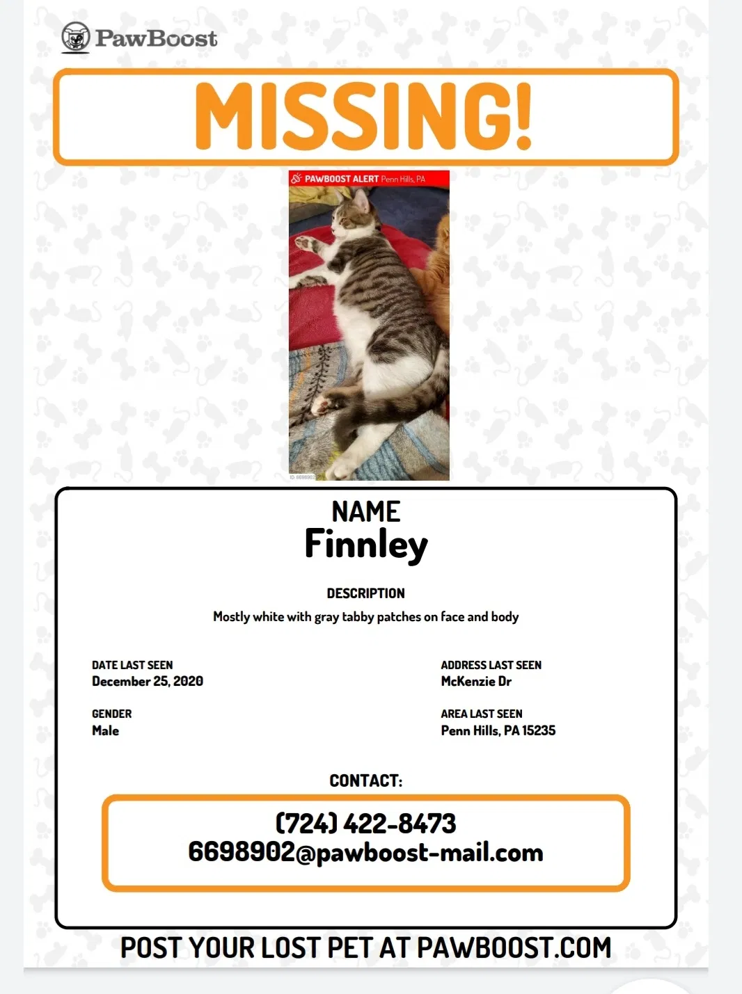 Lost cat in Pittsburgh, PA, 15235