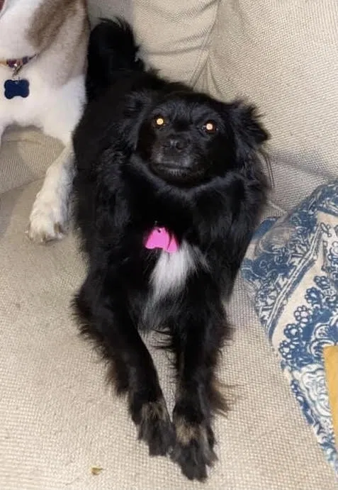 Lost dog in Early Branch, SC, 29916