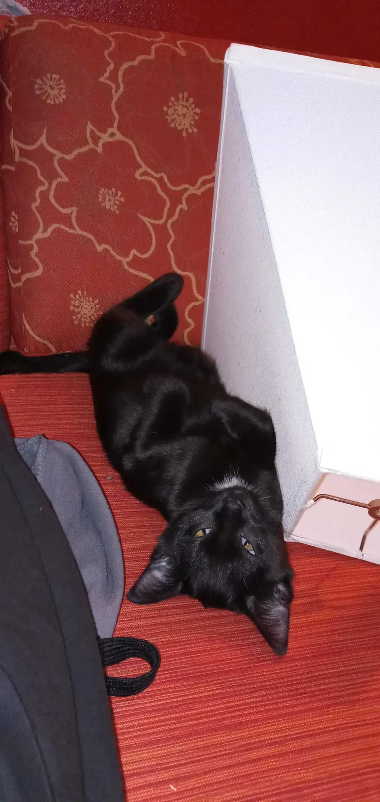 Lost cat in Charlotte, NC, 28203