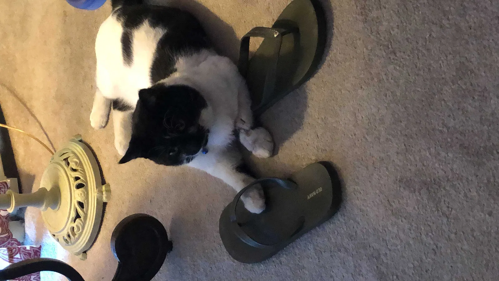 Found cat in Levittown, PA, 19055