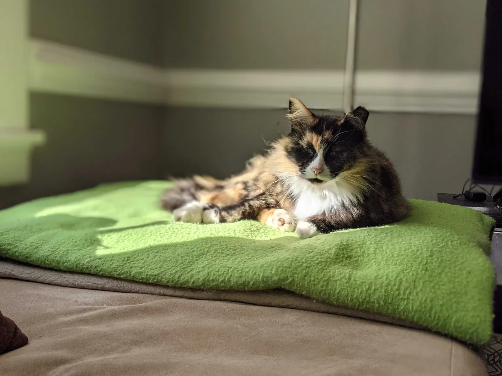 Lost cat in Henrico, VA, 23231