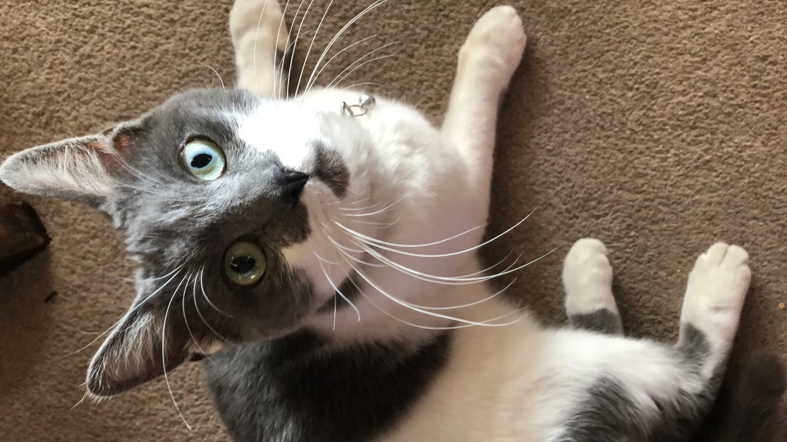 Found cat in Levittown, PA, 19055