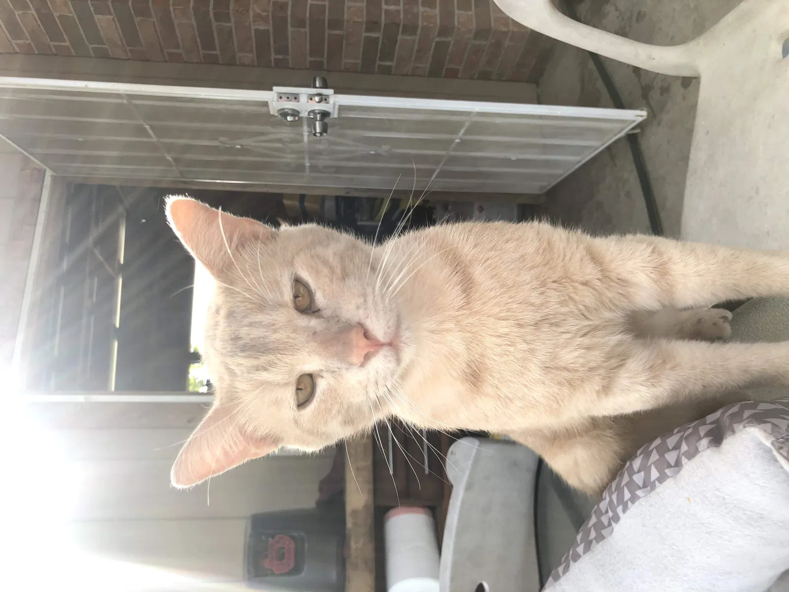 Lost cat in Mcallen, TX, 78501