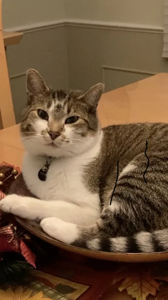 Lost cat in West Des Moines, IA, 50265