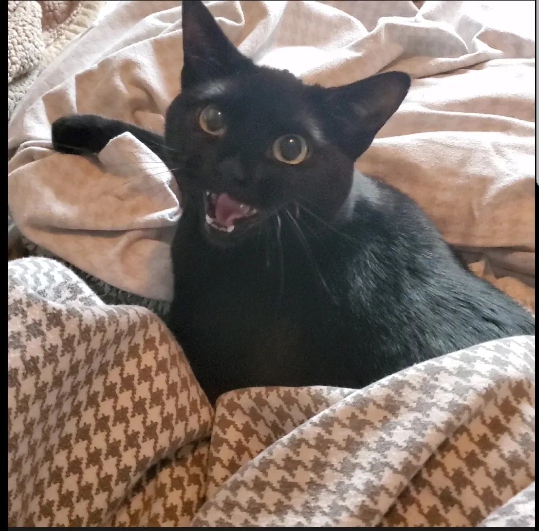 Lost cat in Greensboro, NC, 27407
