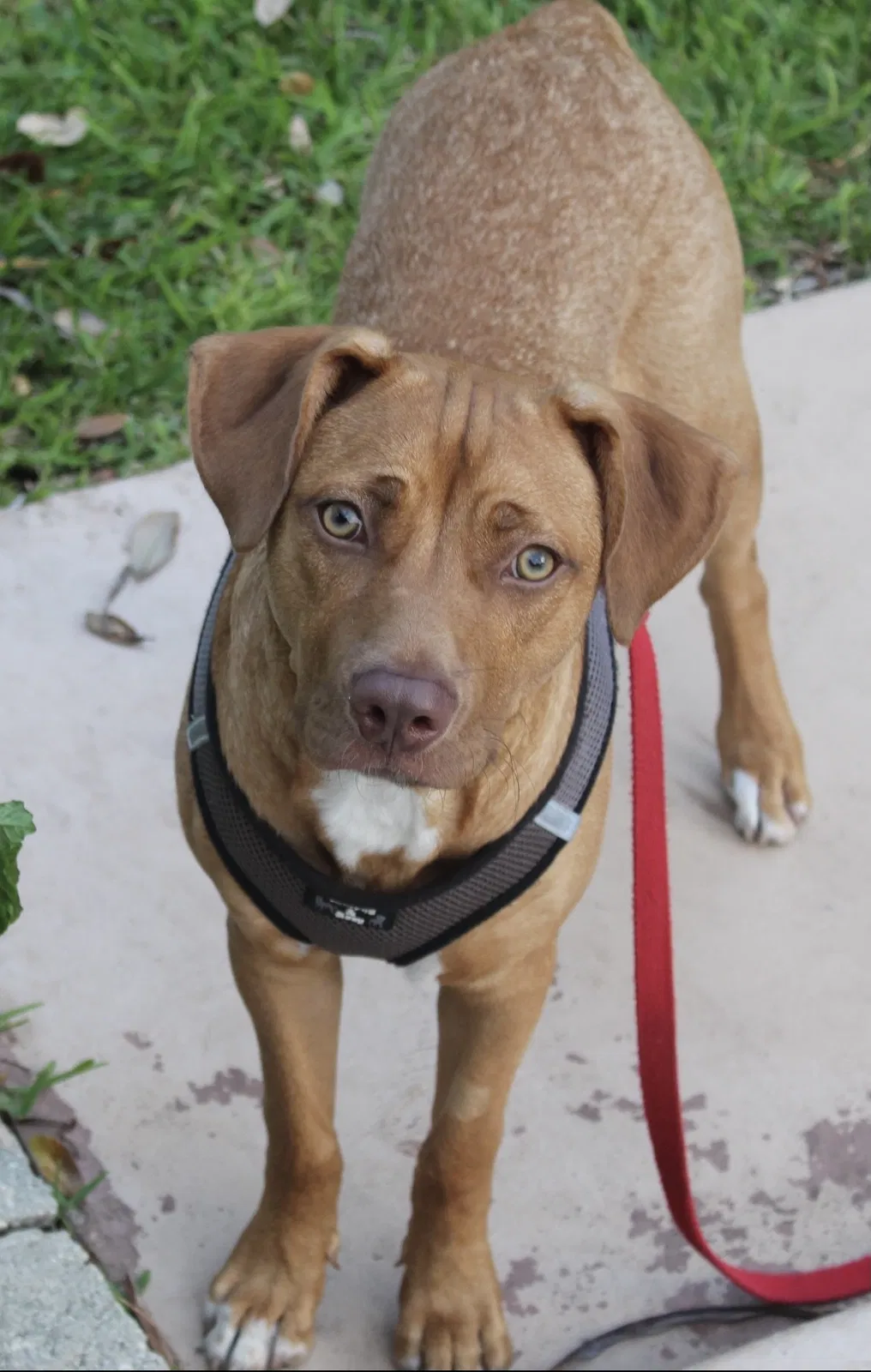 Lost dog in Miami, FL, 33166