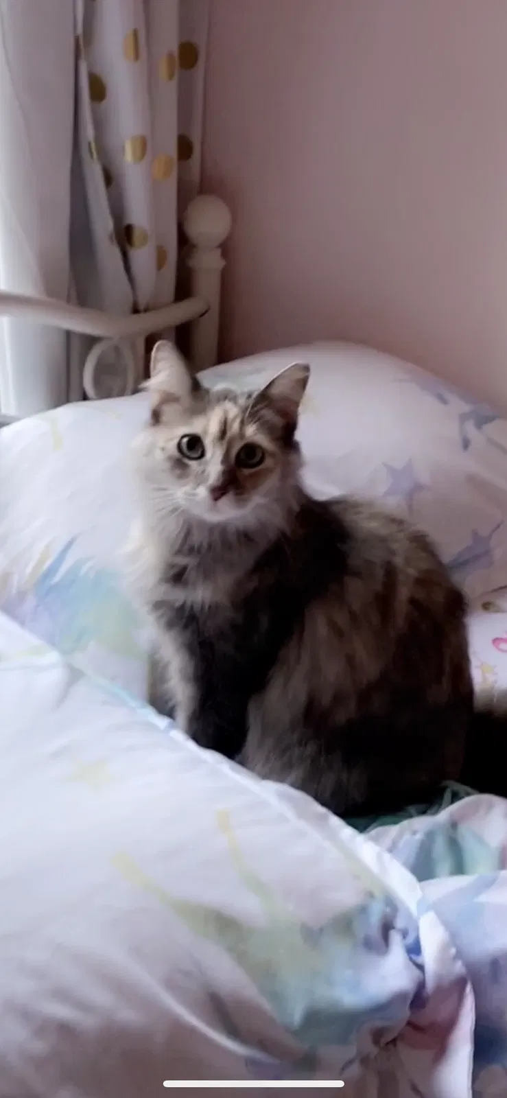 Lost cat in Brandon, MS, 39047